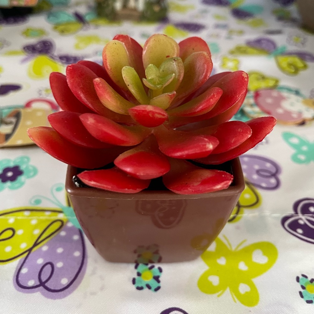 Red Succulent in Brown Pot